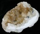 Large Crystal Filled Fossil Clam - Rucks Pit, FL #5787-2